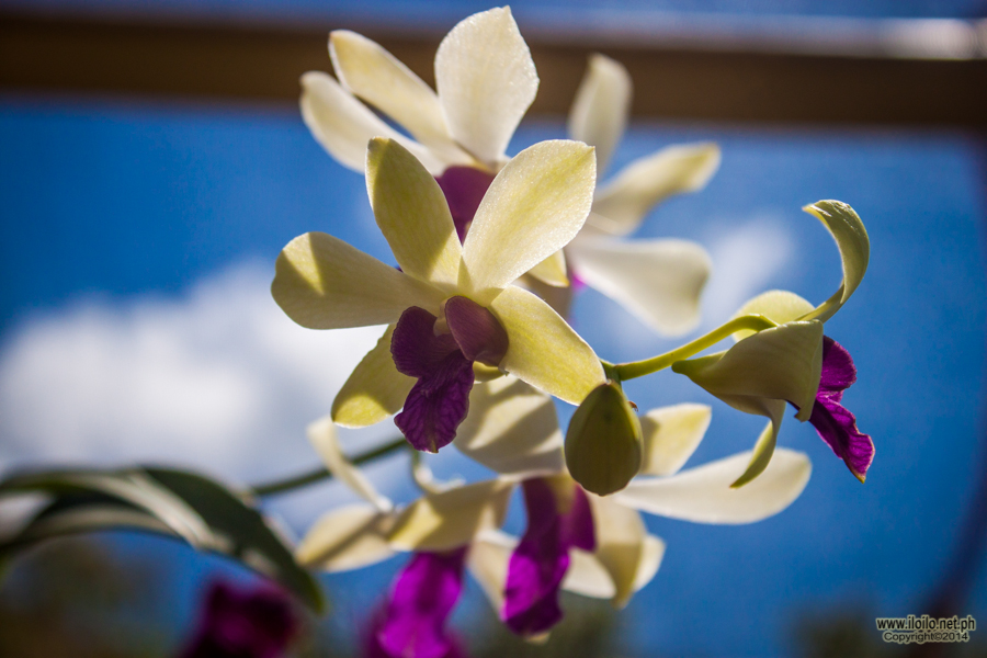 Blossoming orchids from the Trade Fair in Pavia Town Plaza